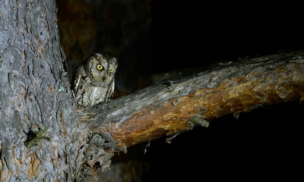 Strzyga pod postacią sowy siedzącej na drzewie