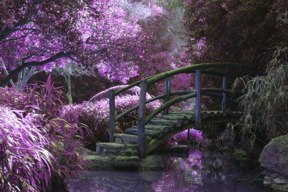 Zdjęcie różowego ogrodu z drewnianym mostkiem