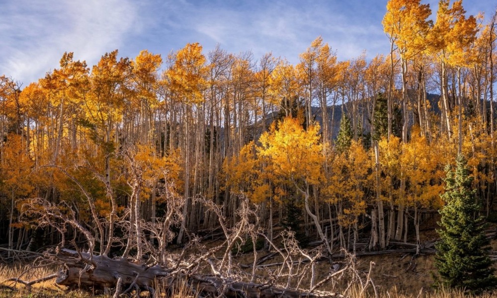 Największy żyjący organizm - Pando