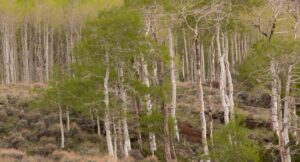 Pando, najstarszy żyjący organizm