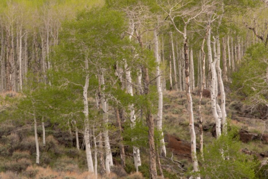 Pando, najstarszy żyjący organizm