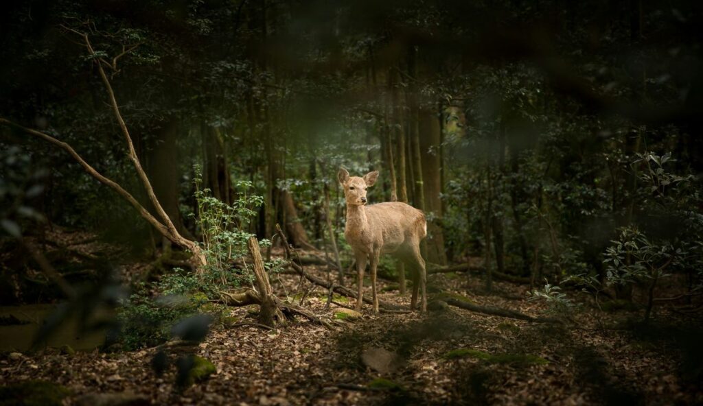 Jak zaprojektować rośliny i zwierzęta fantasy?