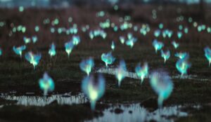 Will-o’-the-wisps, czyli błędne ogniki w bestiariuszu celtyckim