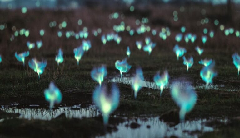 Will-o’-the-wisps, czyli błędne ogniki w bestiariuszu celtyckim