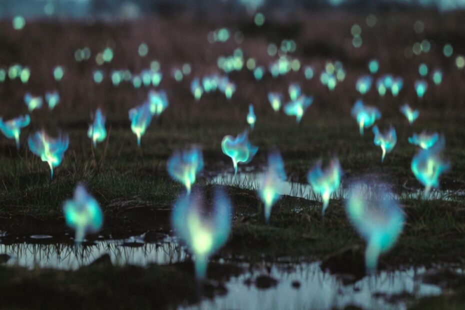 Will-o’-the-wisps, czyli błędne ogniki w bestiariuszu celtyckim